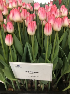 Супермодель