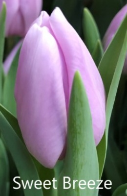 Свит Бриз 'Sweet Breeze'