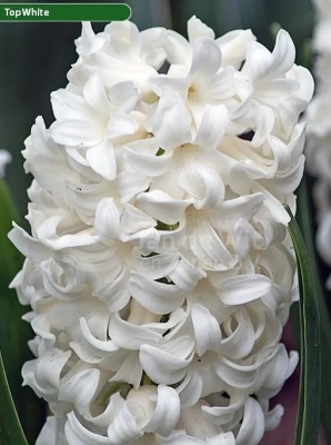 Гіацинт Топ Вайт