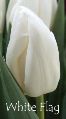 Вайт Флаг 'White Flag'