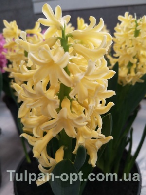 Йеллоу Стоун